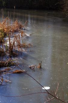 Free Stock Photo of Detail frozen pond