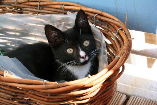 Free Stock Photo of Black cat