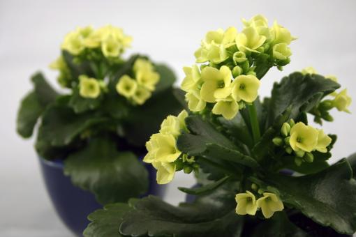 Free Stock Photo of Yellow flowers