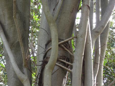 Free Stock Photo of Tree
