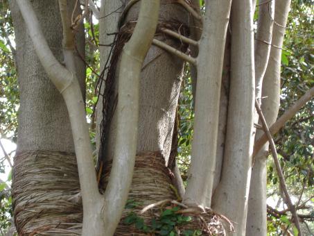 Free Stock Photo of Tree