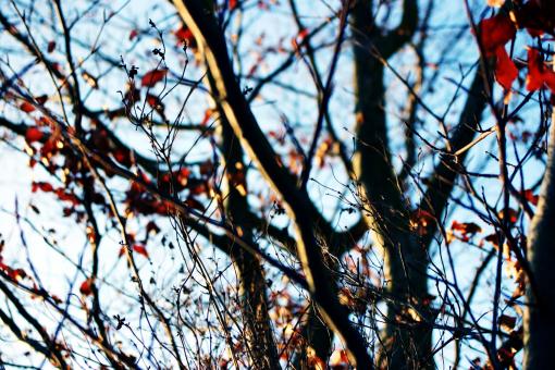 Free Stock Photo of Trees in the fall
