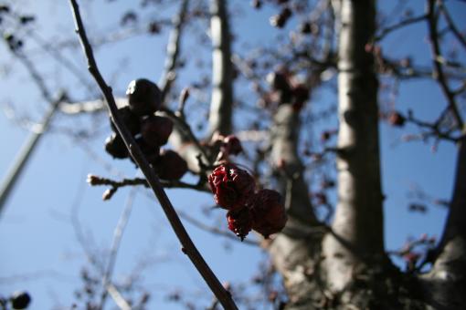 Free Stock Photo of Tree branches and berries
