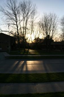 Free Stock Photo of Silhuette of trees and house