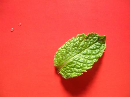 Free Stock Photo of Green leaf on red background
