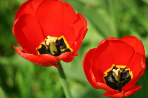 Free Stock Photo of Red flowers