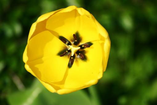 Free Stock Photo of Yellow flower
