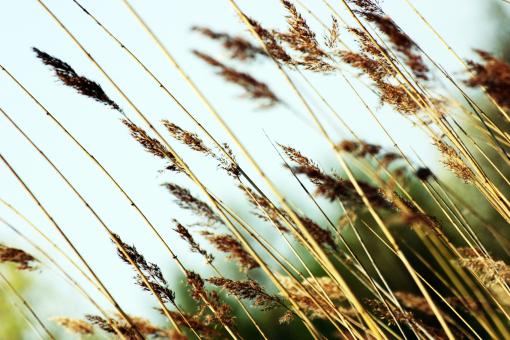 Free Stock Photo of Straws in the wind