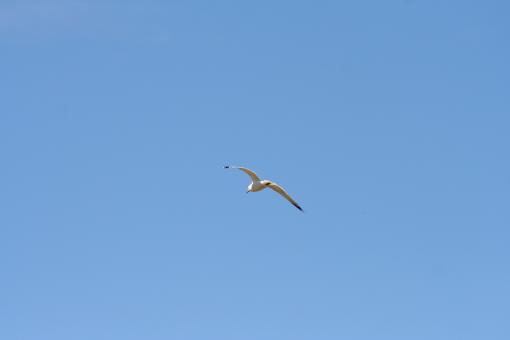 Free Stock Photo of Flying bird