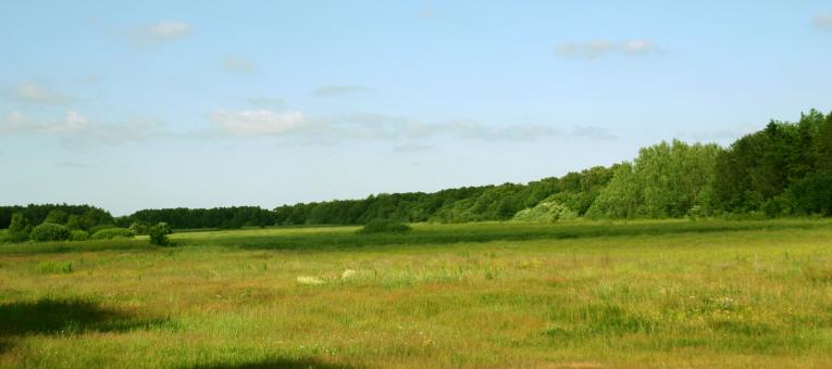 Free Stock Photo of Green field