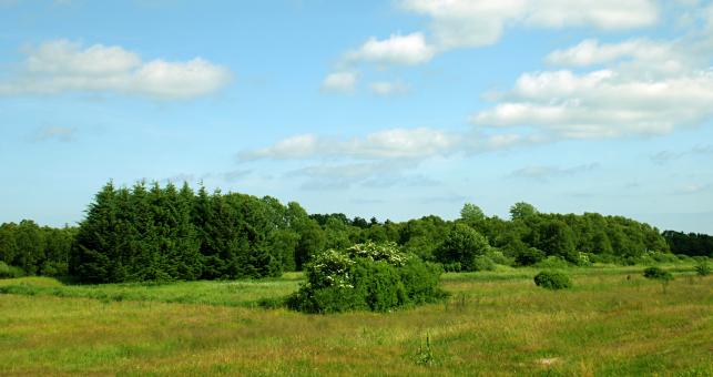 Free Stock Photo of Summer landscape
