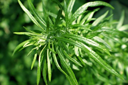 Free Stock Photo of Abstract green plant