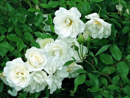 Free Stock Photo of White flowers