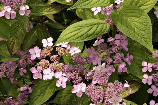 Free Stock Photo of Purple flowers