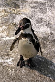 Free Stock Photo of Penguine