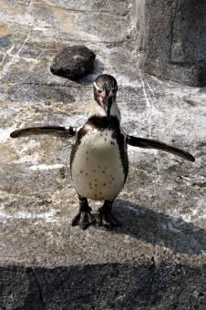 Free Stock Photo of Penguine