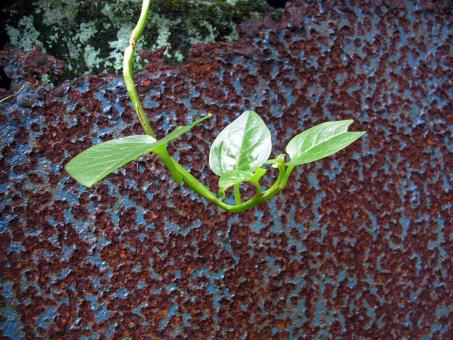 Free Stock Photo of Green plant against rusted surface