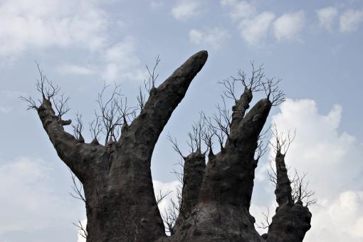 Free Stock Photo of Tall leafless tree