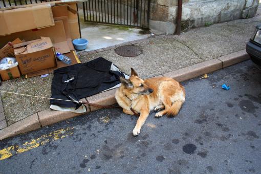 Free Stock Photo of Dog on street