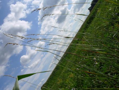 Free Stock Photo of Green grass