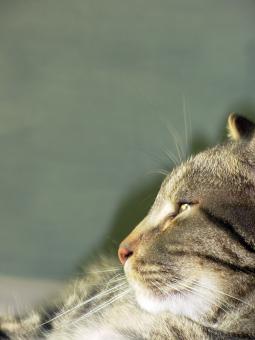 Free Stock Photo of Cat