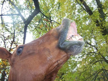 Free Stock Photo of RIO GETS THE JOKE