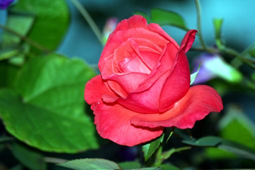 Free Stock Photo of Rose