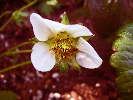 Free Stock Photo of Ladybug in Flower