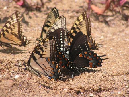 Free Stock Photo of Butterflies