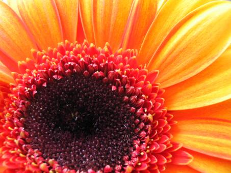 Free Stock Photo of Yellow flower