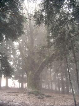Free Stock Photo of Nature One
