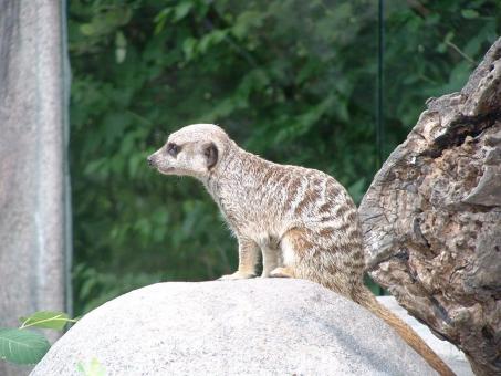 Free Stock Photo of Meerkat