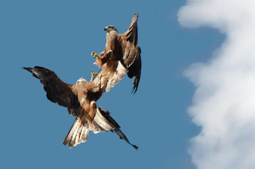 Free Stock Photo of Fighting kites