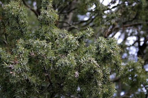 Free Stock Photo of Pine tree