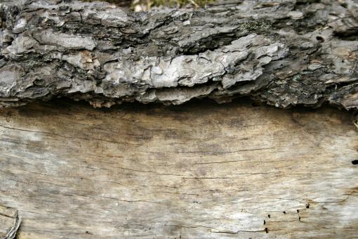 Free Stock Photo of Wood texture