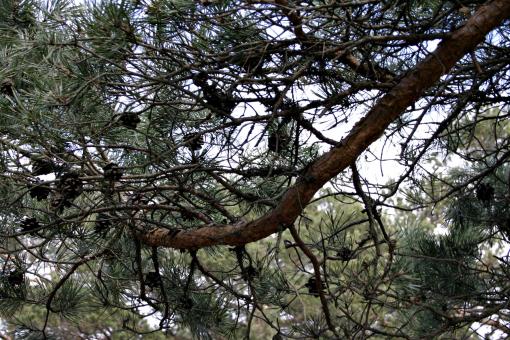 Free Stock Photo of Pine tree branches