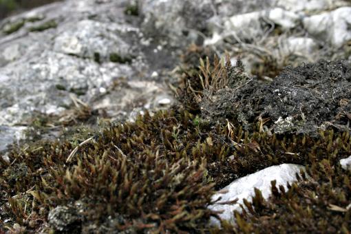 Free Stock Photo of Moss on rocks