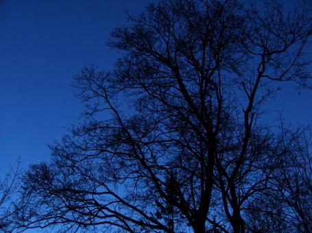 Free Stock Photo of bare trees  night