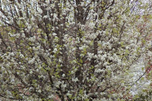 Free Stock Photo of blooming tree