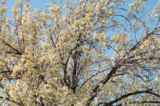 Free Stock Photo of summer bloom