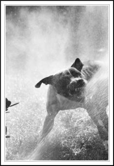 Free Stock Photo of pit bull attacking water