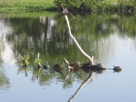 Free Stock Photo of turtle island