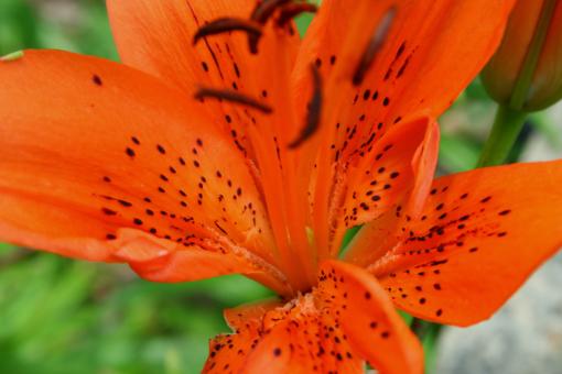Free Stock Photo of orange lily