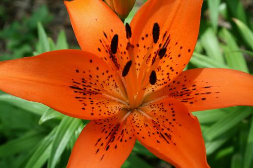 Free Stock Photo of orange lily