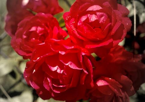 Free Stock Photo of Love in bloom