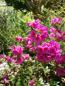 Free Stock Photo of Azalea