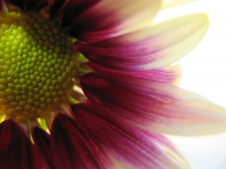 Free Stock Photo of Nature simplistic beauty