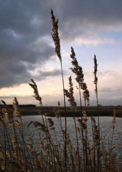 Free Stock Photo of Tall grasses at sunset