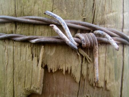 Free Stock Photo of Barbed wood