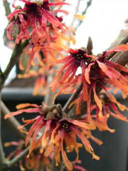 Free Stock Photo of Red flowers